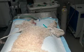 Operace pro Chanelku 💜