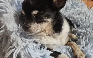 ROMINKA – malá čivavka s velkým srdcem ❤️❤️❤️