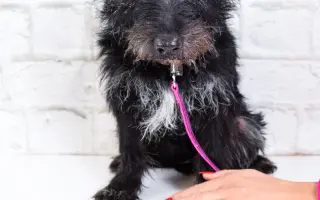 Pomáháme opuštěným a týraným psům najít cestu domů 🩷