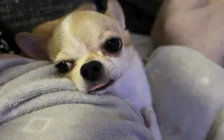 Pomozme Ajri zpátky na nohy