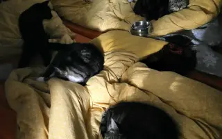 Pomoc pro kočeny z Depozita Elinka