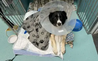 Bude zvířecí útulek Destiny Pet naplno fungovat i v roce 2026?