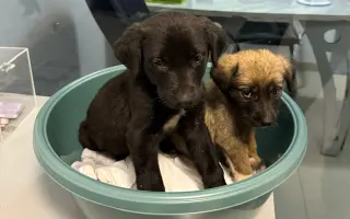 Miska naděje - pro toulavé psy v Arménii