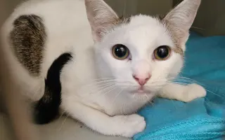 Pomoc s úhradou veterinárních nákladů 🙏