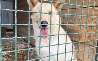 Veterinární péče pro psy v útulku - podzim 2026
