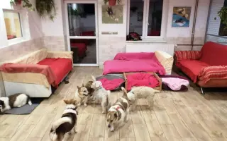 Pomozte zachránit Psí domov spolku Zastavme Utrpení.