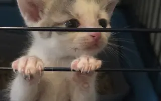 Prosba o příspěvek na nákup krmiva a steliva pro kočičky z Píšánku