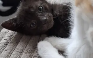 Pomoc pro kočky a koťátka Kočky u Katky