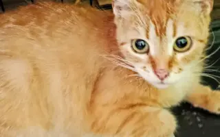 Pomohli jste dát druhou šanci kočkám z lázní