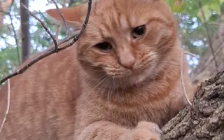 8 nalezených Lásek