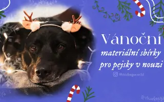 Vánoční materiální sbírka pro psy v nouzi #10