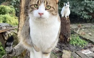 XXXL voliéra pro kočky z CATEK