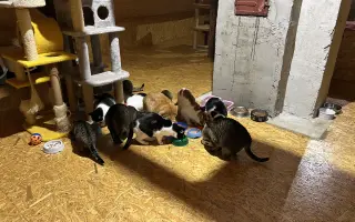 Pomoc kočkám dochází nám zásoby krmení