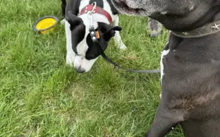 Pomoc pro staffíka Marleyho