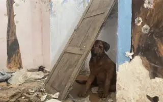 Pomozte nám postavit útočiště pro psy z ulice