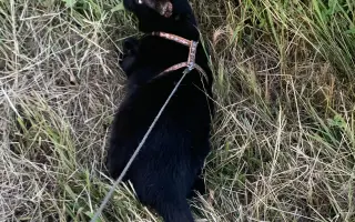 Úžasná Rozinka, která celý život pomáhala, nyní sama potřebuje pomoc