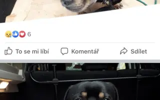 Pomozme Bobíkovi zase divočit