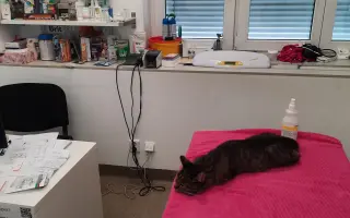 Léčba čtyřnohé kamarádky mého syna