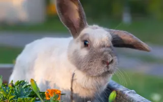 Voříškov prosí o pomoc pro psí útulkáče, poničku Babuňu, kočky a další zvířátka