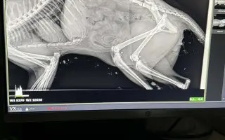 Pro kocourka Maxíka po operaci