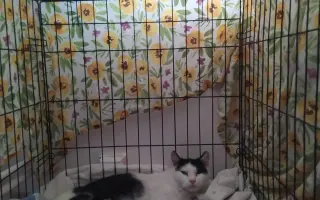 Pomoc pro kočeny z Depozita Elinka