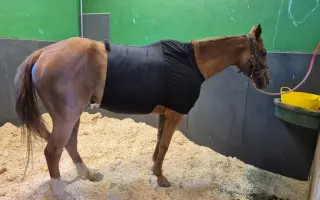 Operace pro březí Tanečnici
