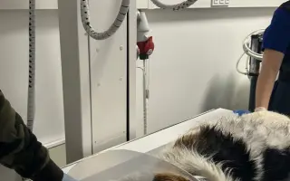 POMOC PRO FOXÍČKA, ASPENA A TAFFY-JACKA