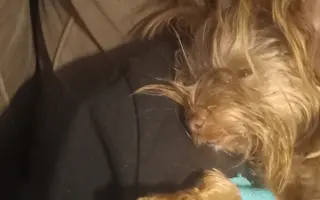 Bojovník Bertík vážící pouhé 1 kilo