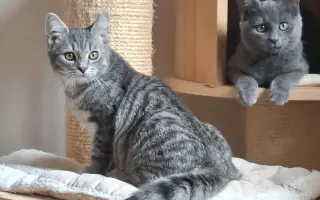 VÁNOCE PRO KOČIČKY BEZ DOMOVA