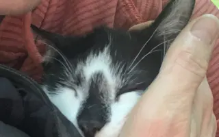 Malý Bubu bojuje s panleukopenií