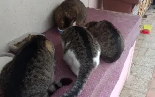 Léčba devíti zachráněných kočiček