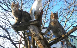 XXXL voliéra pro kočky z CATEK