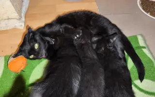 Pomoc pro opuštěná zvířátka - Kastrace, veterina, krmeni, kočkolit