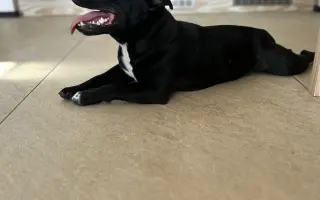 Pomozme Bexovi znovu volně dýchat 🐾