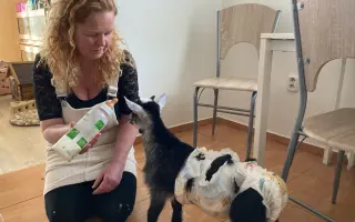 Pomozte nám naplnit jesle zachráněným ovcím a kozám z Farmy Kapsa