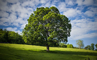 Pomozme spolku Srdce planety vysadit další stromy