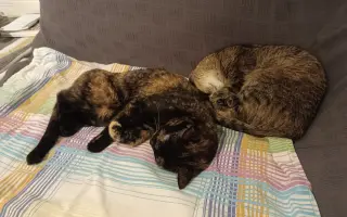 Kočička Firdous sní o dni kdy si bude moct znovu hrát