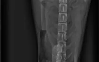 Pomoc pro jezevčíka Čendu po akutní operaci