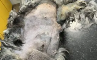Zvířata v nouzi - pomoc s úhradou veterinárních nákladů