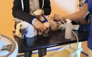 Záchrana pro Stelu – operace nádoru a oka