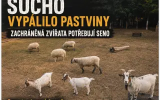 Sucho vypálilo pastviny. Zachráněná zvířata potřebují seno.