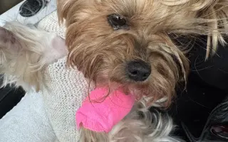 Pomozme Welle po nálezech rakoviny vidět, Daře k pohybu a Willymu ke zdraví