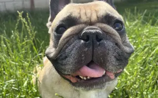 Podpořme Bubbu, statečnou buldočici na vozíčku