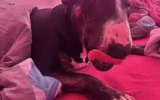 Vendulka a vánoční zázrak