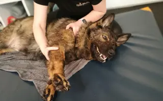 Pomoc Furině v boji s lupusem (SLE)