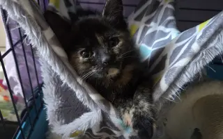 Staňte se nadějí pro kočičky bez domova