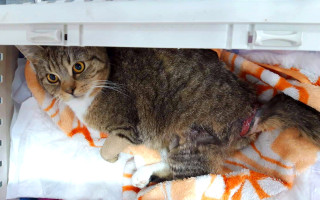 Lepší život kočkám v azylu pro opuštěné kočky Lucky