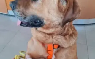 Pomohli jste Macíkovi na cestě k životu bez bolesti