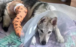 Zachraňme Ylionovi nožičku – bez pomoci o ni může přijít