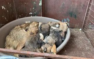 Pomozte rumunským štěňatům přežít